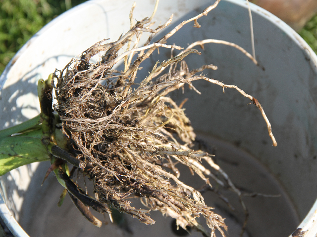 Digging and washing roots is the only way to assess rootworm damage. It&#039;s a messy job, but well worth the effort. (DTN photo by Pamela Smith) 